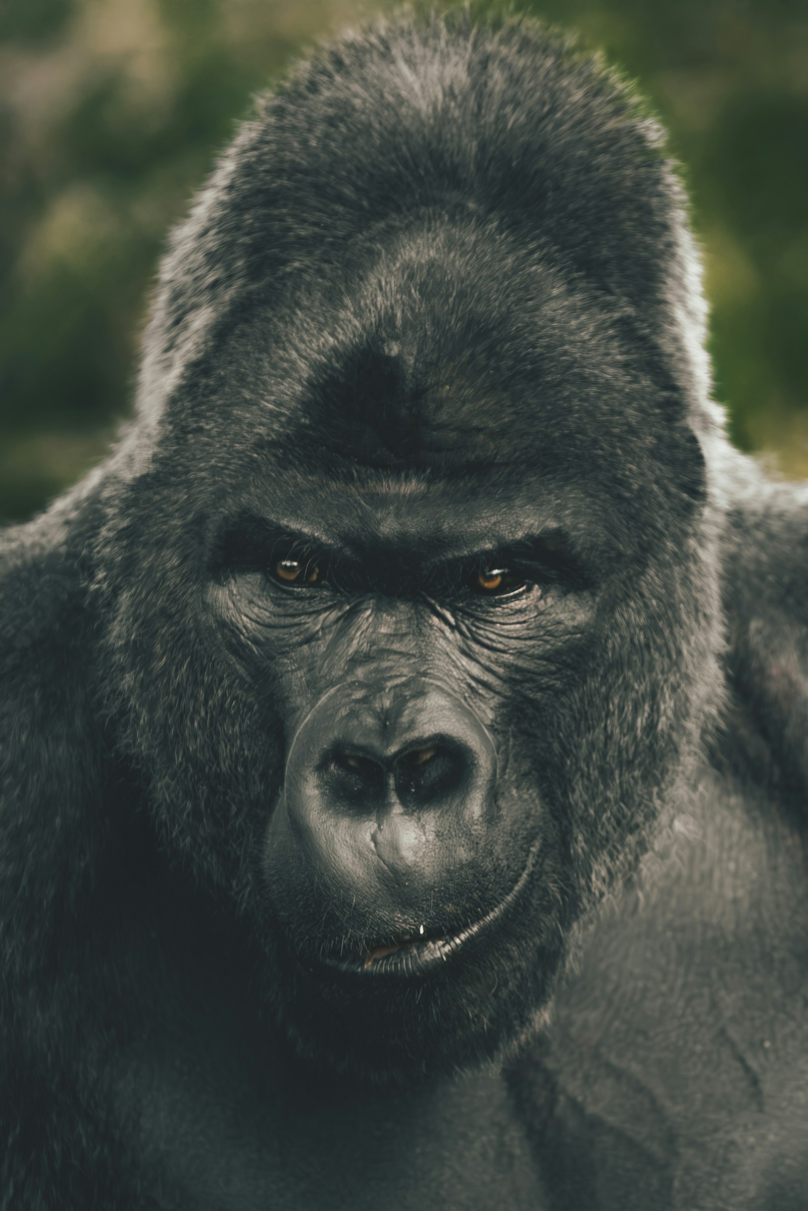Gorilla facial expression reference for believable creature performance and close-up animation