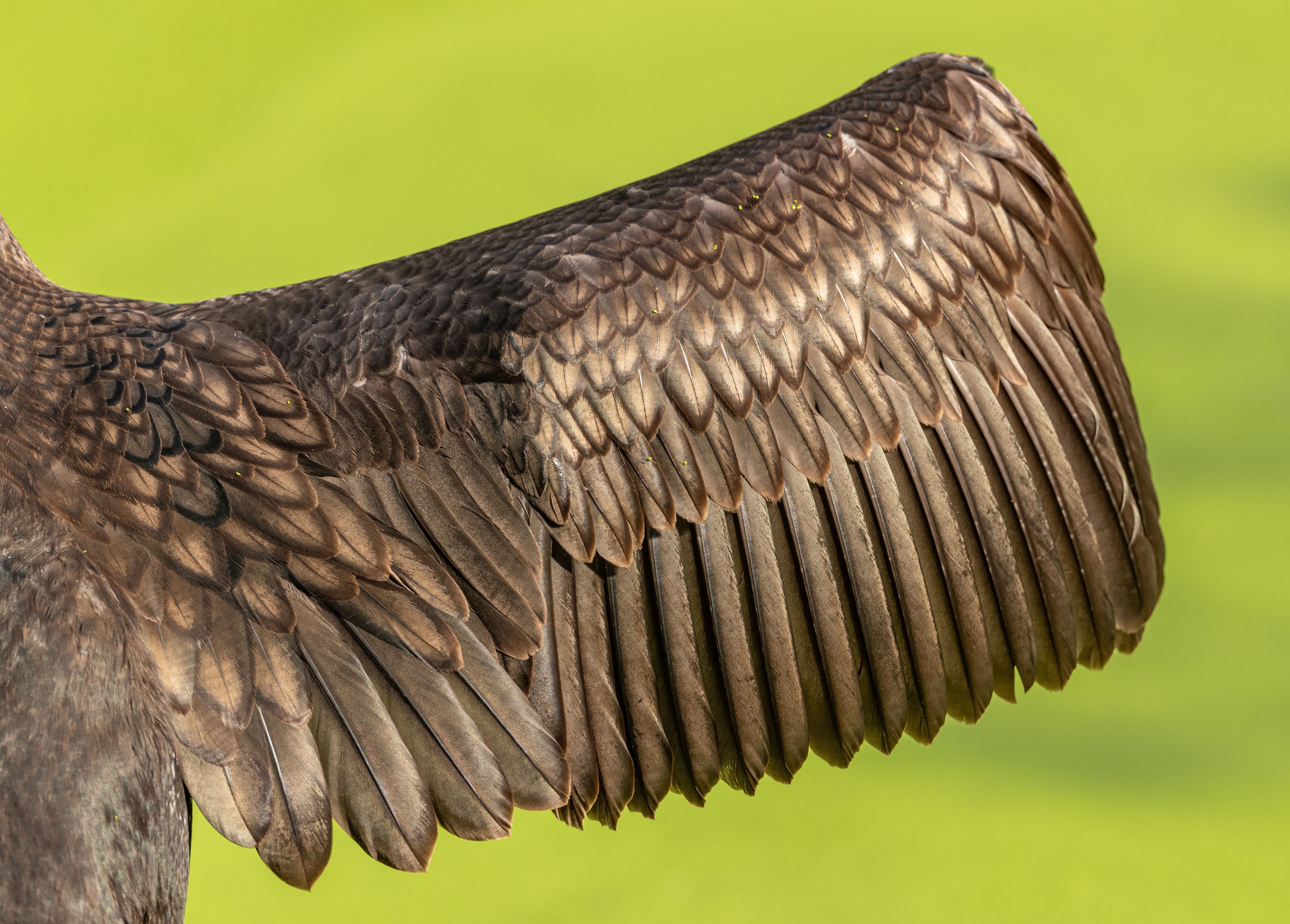 Close-up bird wing showing joints and feathers for creature rigging reference