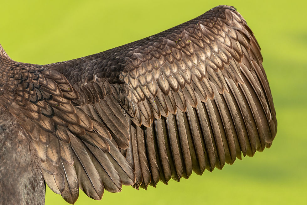 Close-up bird wing showing joints and feathers for creature rigging reference