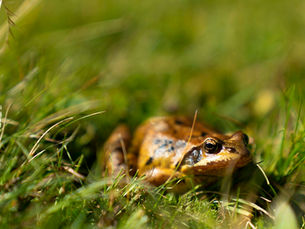 Frog in grass, a real-world reference for original game creature design