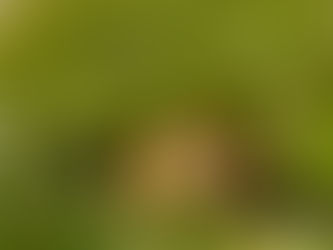 Frog in grass, a real-world reference for original game creature design