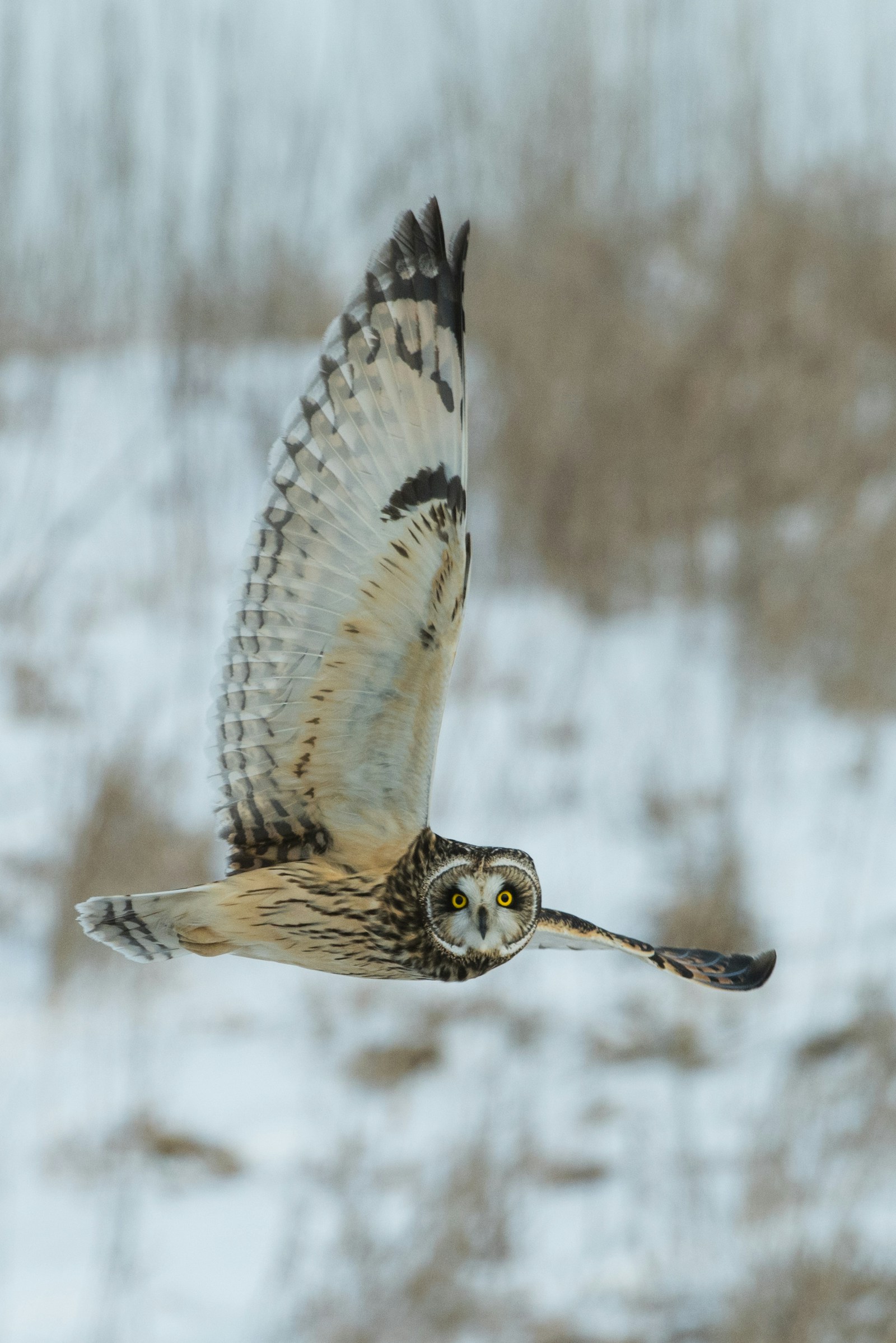 Owl in flight used as reference for alien creature locomotion weight and wing mechanics