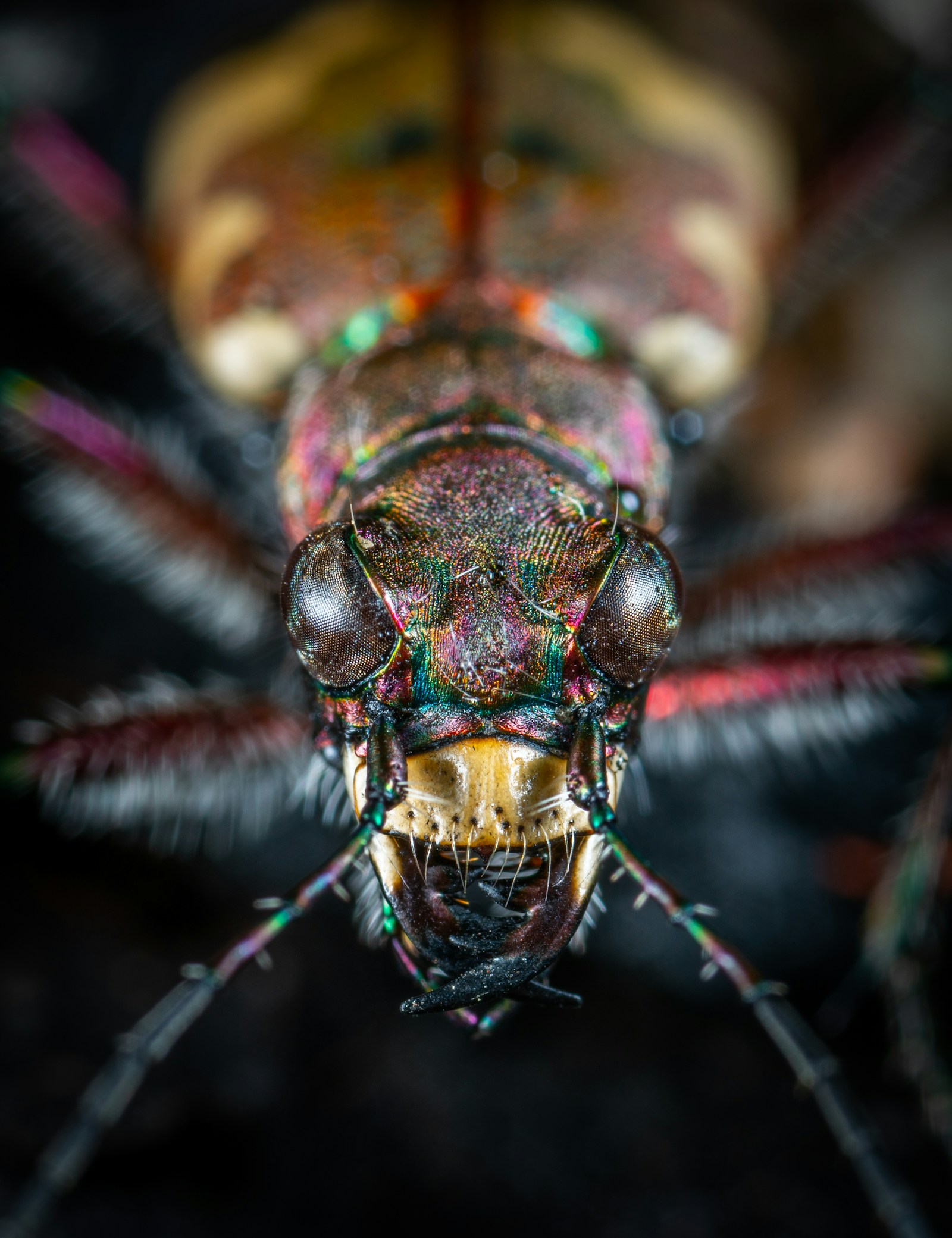 Macro insect head showing compound eyes and exoskeletal structures as alien design reference