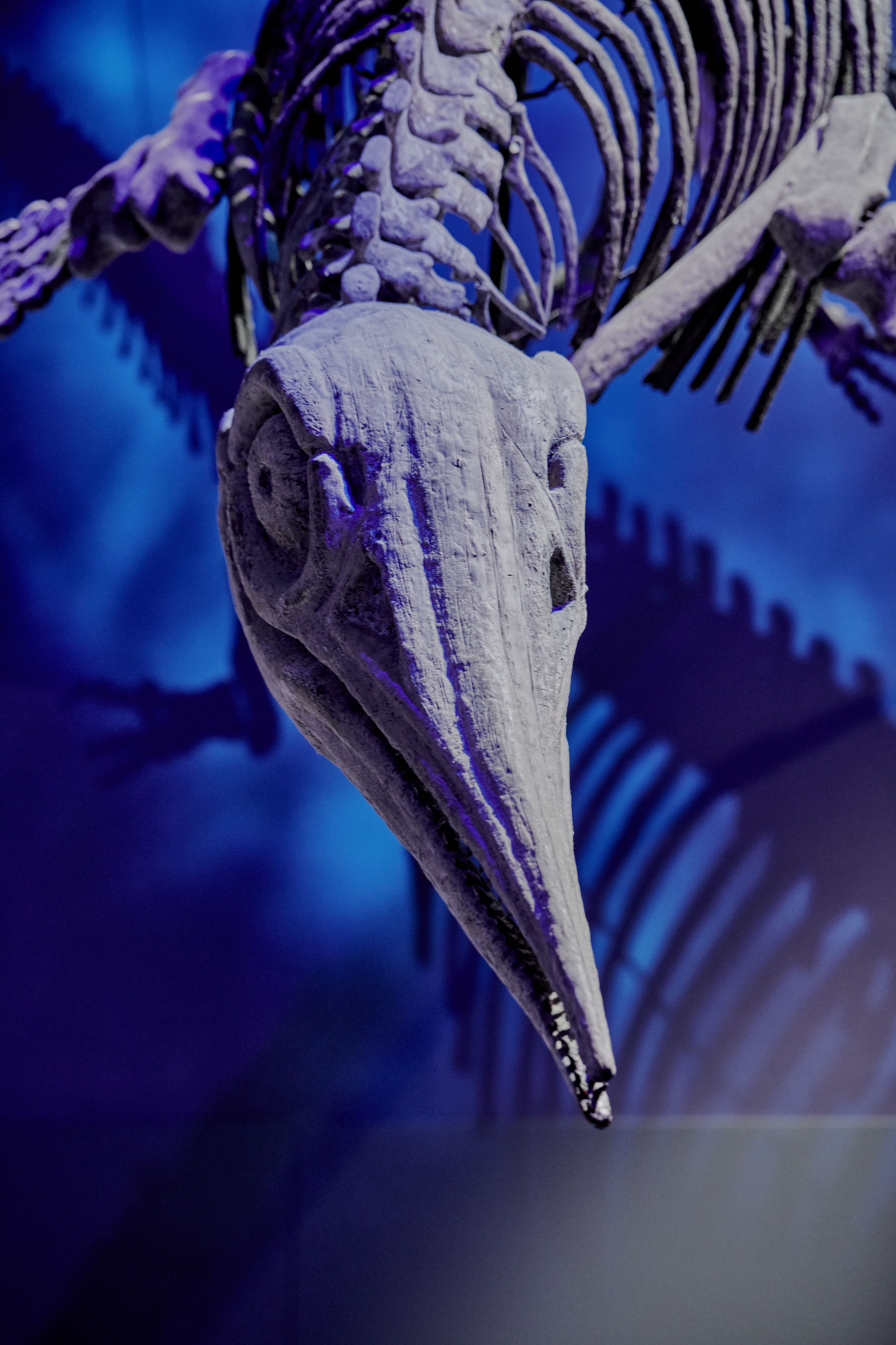 Dinosaur skull reference for studying monster jaw movement and performance