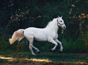 Running horse motion reference for 3D creature animation cost and planning