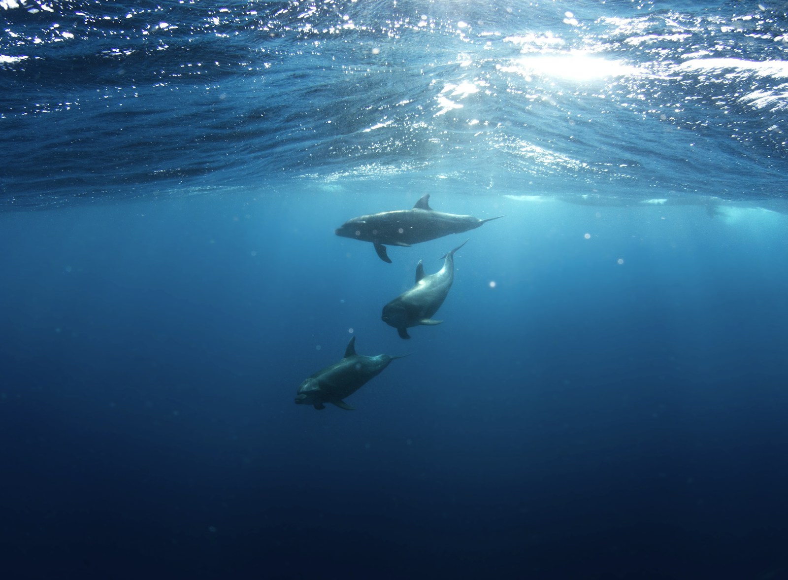 Dolphins moving through open water as natural reference for believable alien creature design