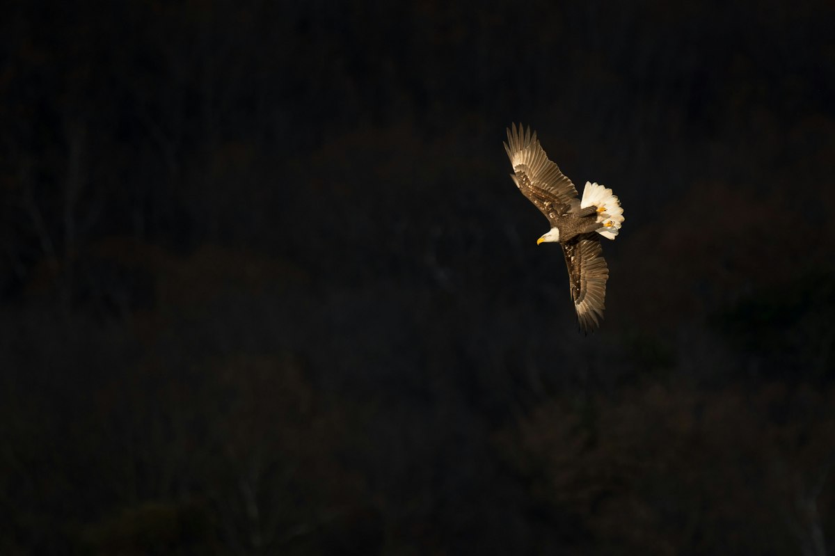 Bald eagle banking in flight, a reference for creature motion and rigging