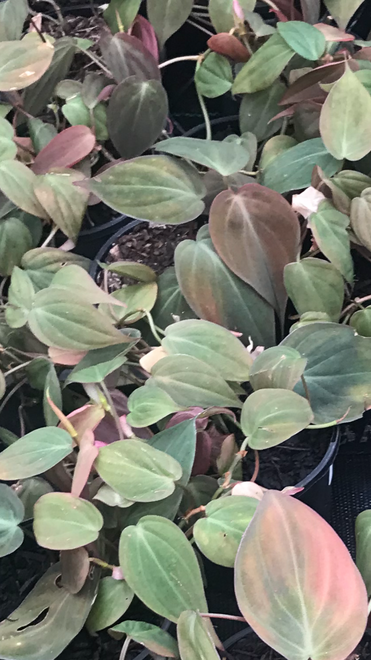 Growing Tips For Philodendron Micans Philodendron Hederaceum Micans Velvet Leaf Philodendron