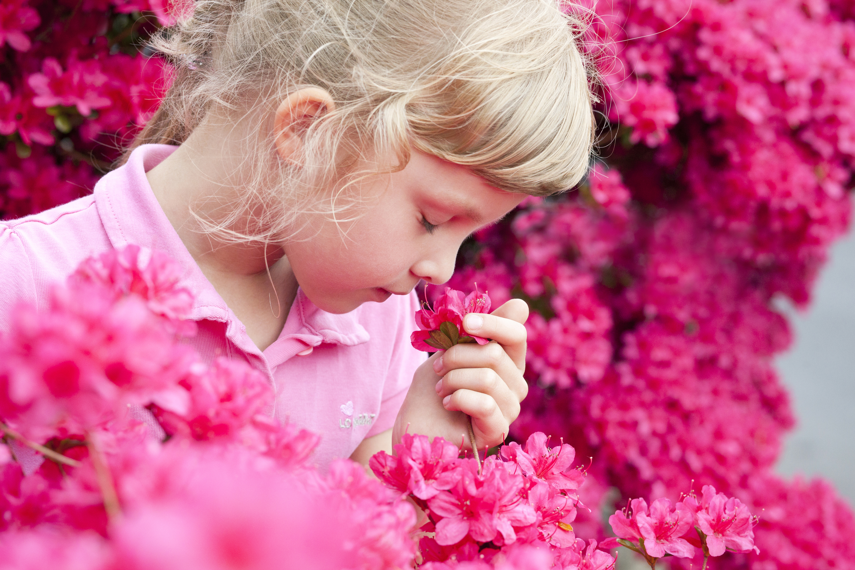 котята милые и пушистые. красивые котята. слыхали вы про кисоньку про милую мою. мою милую. обои с котятами.