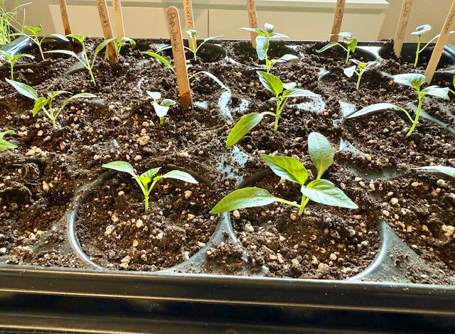 Setzlinge Pflanzenanzucht