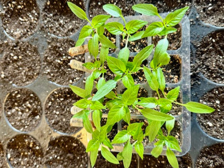 Paprika pikieren Schritt für Schritt