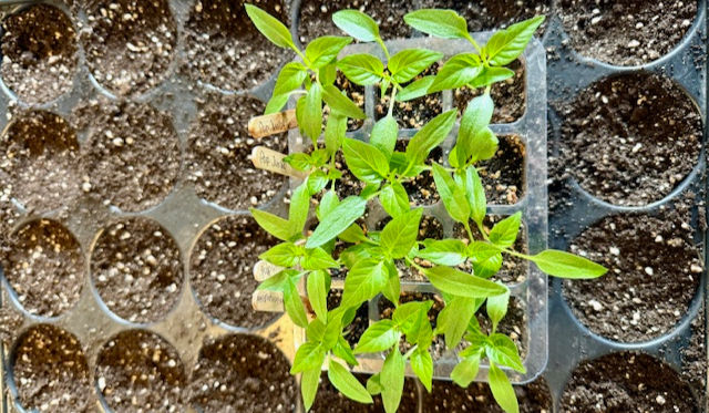 Paprika Pflanzen bereit zum pikieren