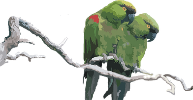 Guacamaya%20Enana%20CPTVECT_edited.png