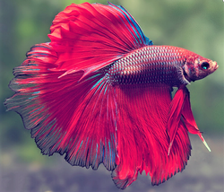 ScreenHunter 505.png