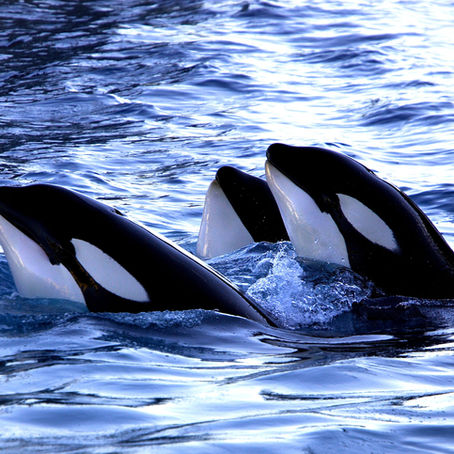 ¿Orcas en Los Cabos? / Orcas in Los Cabos?