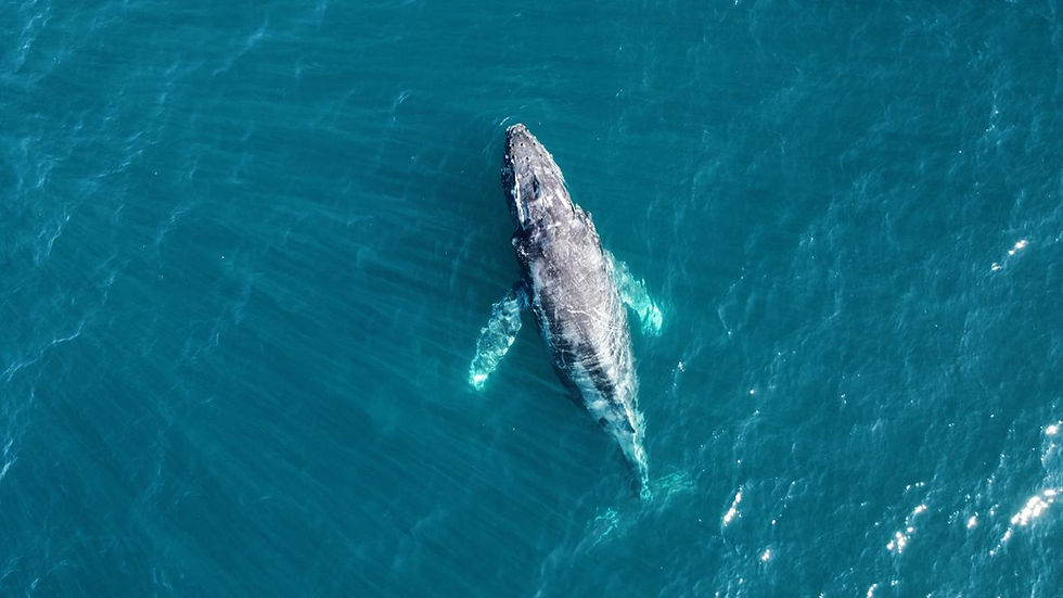 whale watching tour in cabo