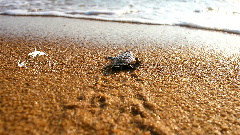 Golfin Turtles come to Cabo