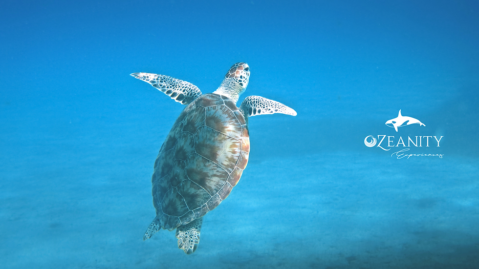 Golfin Turtles come to Cabo