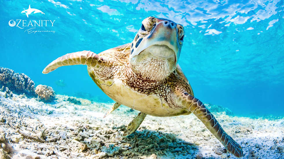 Golfin Turtles come to Cabo