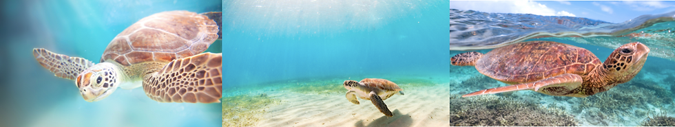 Golfin Turtles come to Cabo