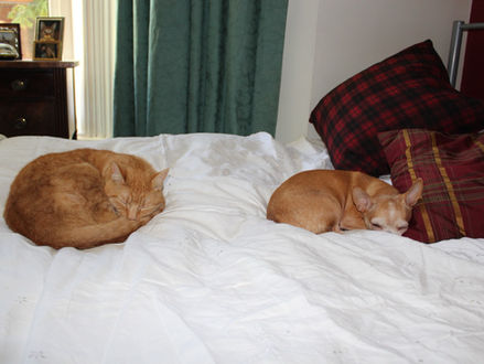 Cousins having a sleepover, we enjoyed our sleepovers sadly Garfield passed away but he is always in my little heart.