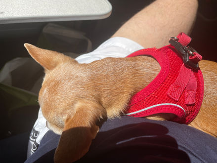 Sparkle resting on lap on way home after weekend In Kensington and Chelsea