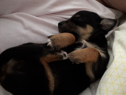 Sparkles new sister