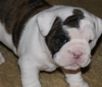 Screenshot 2025-01-25 16.39.43.png