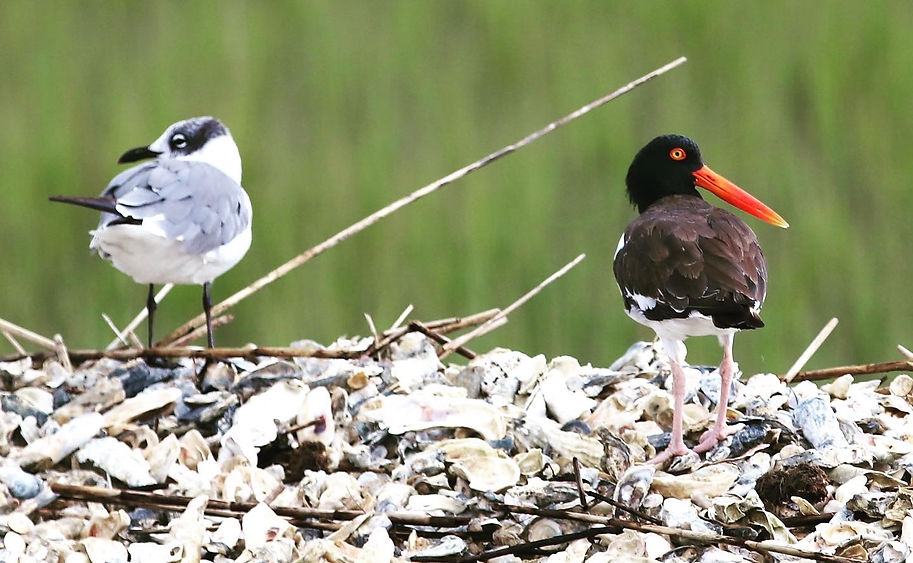 oyster catchers isle of palms south carolina