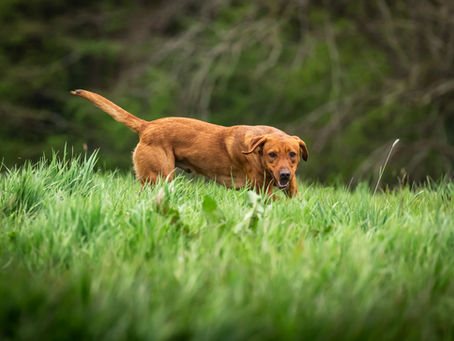 Red labrador sniffing in green grass