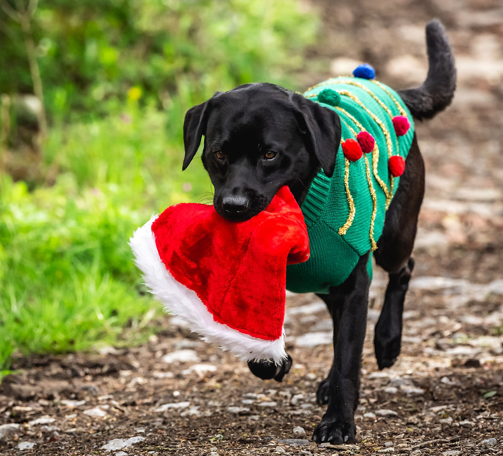 Black dog in Christmas Jumper carrying Santa hat