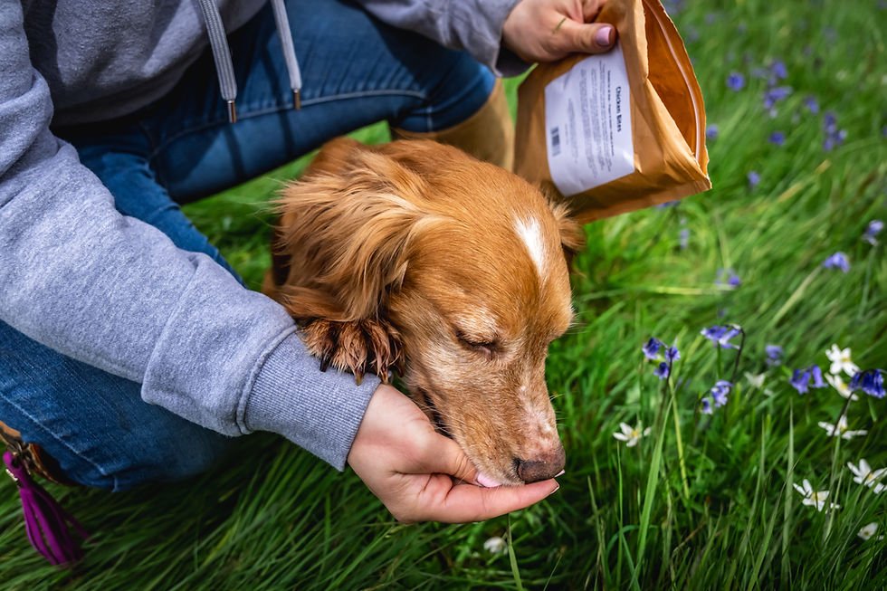 Thumbnail: Ginger dog eating treat from women's hands