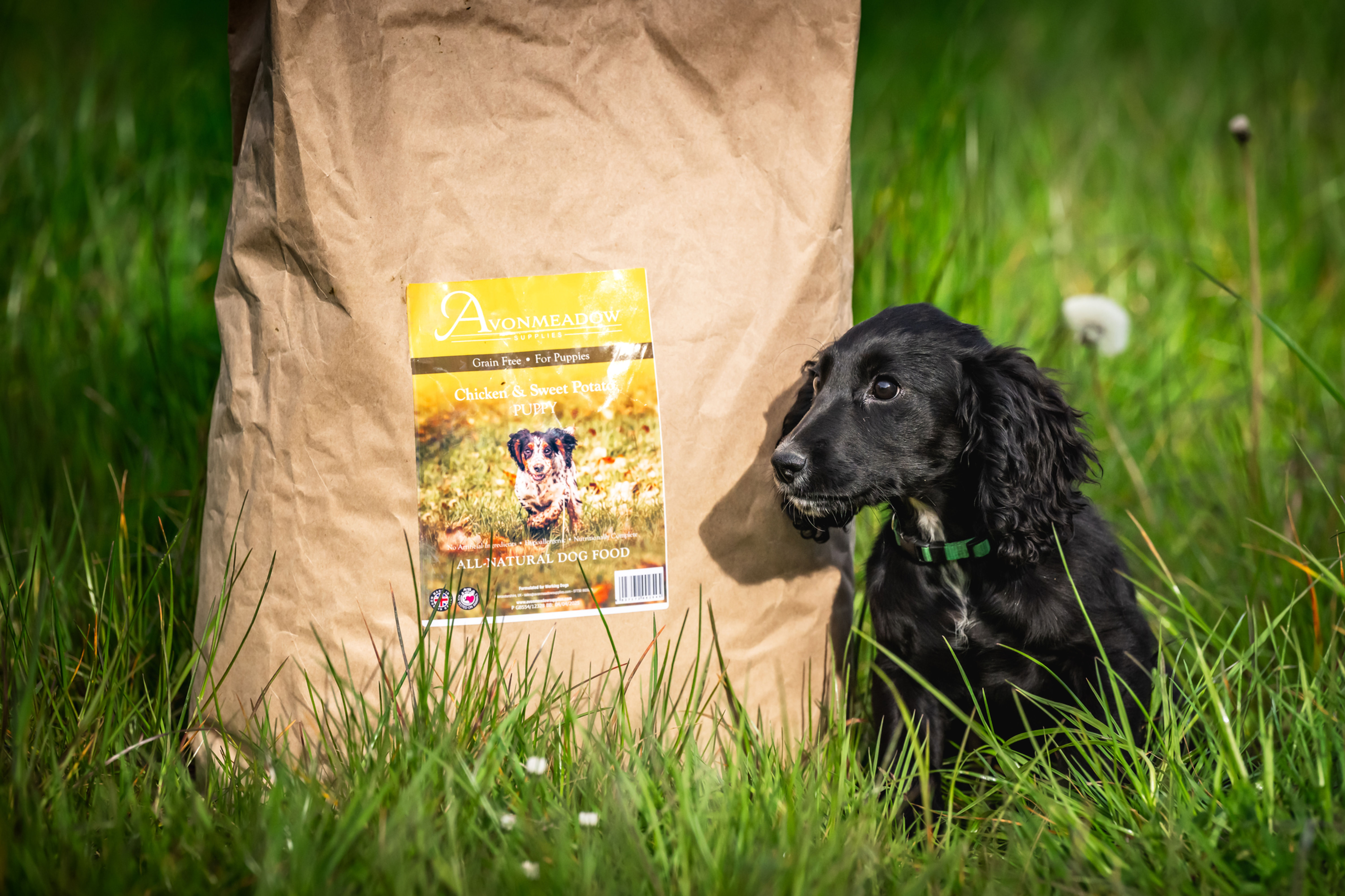 Puppy sat next to dog food bag on grass