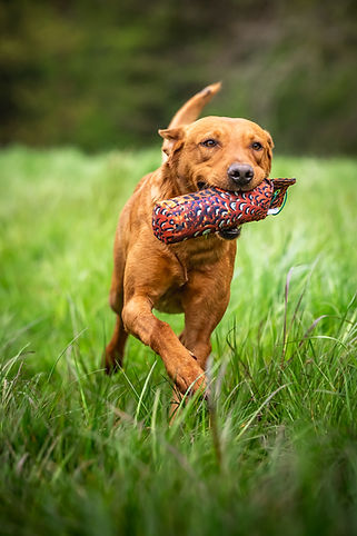 Red labrador dog carrying dummy with tail up