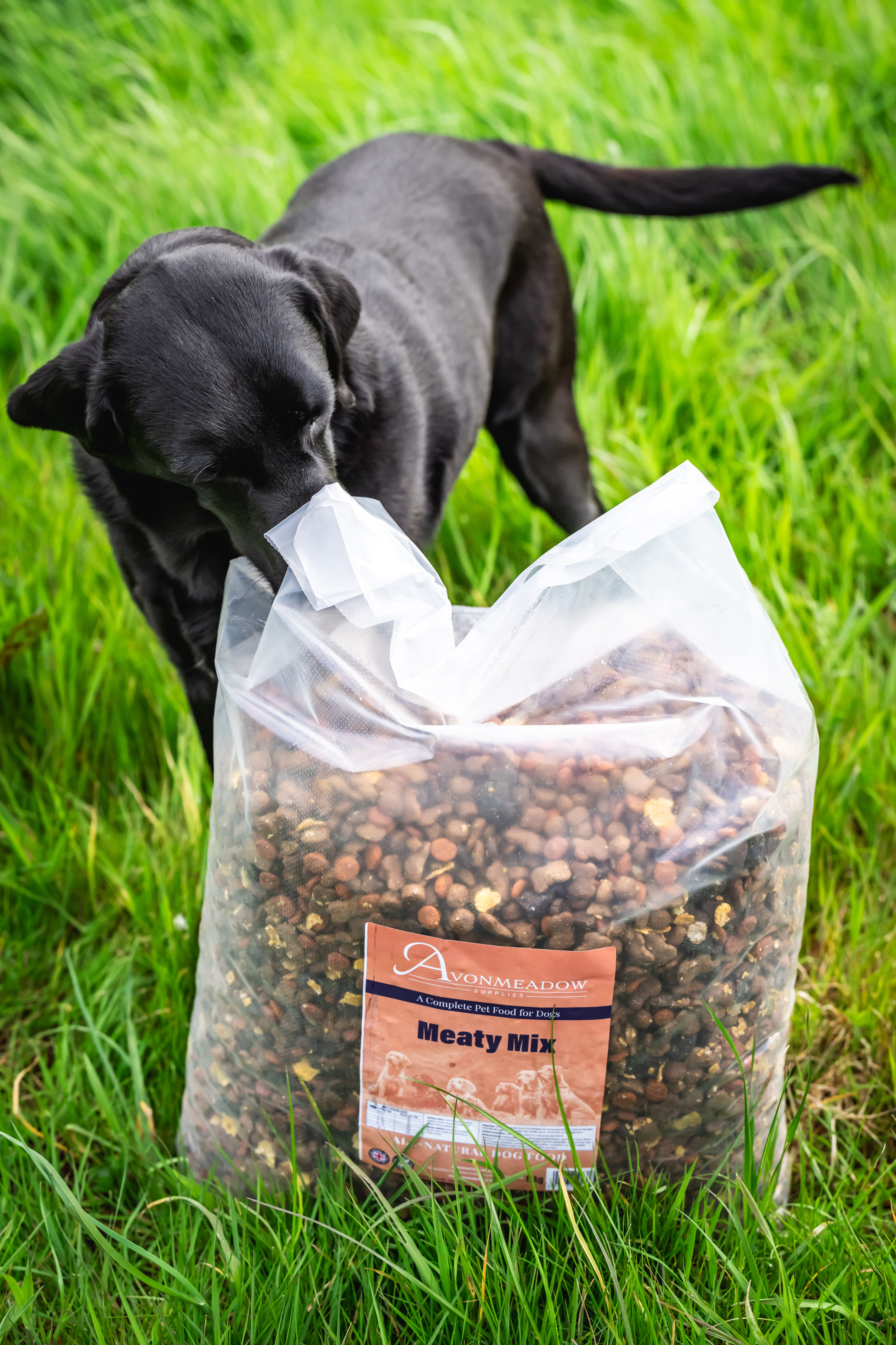 Black dog sniffing food bad