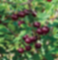 Bush Cherry romance series