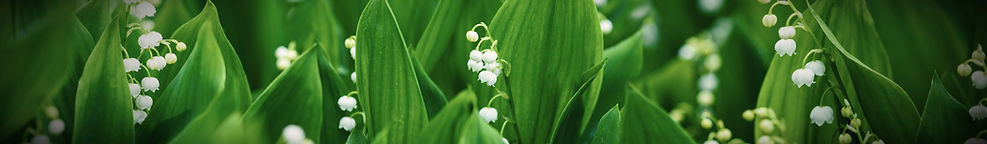 lily of the valley field_edited.jpg