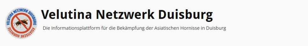 Velutina Netzwerk Duisburg.jpg