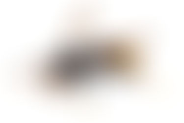 Die Asiatische Hornisse ist in Duisburg