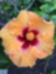 B058C376-034E-4BD4-8B3F-4FAA136752D3.jpeg