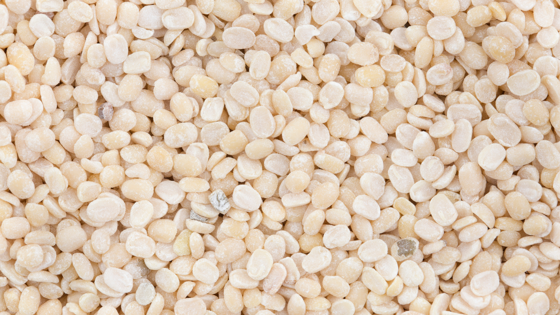 Split Black Gram export,Split Black Gram supplier, urad dal supplier, urad  dal manufacture, Split Black Gram  exports,  urad