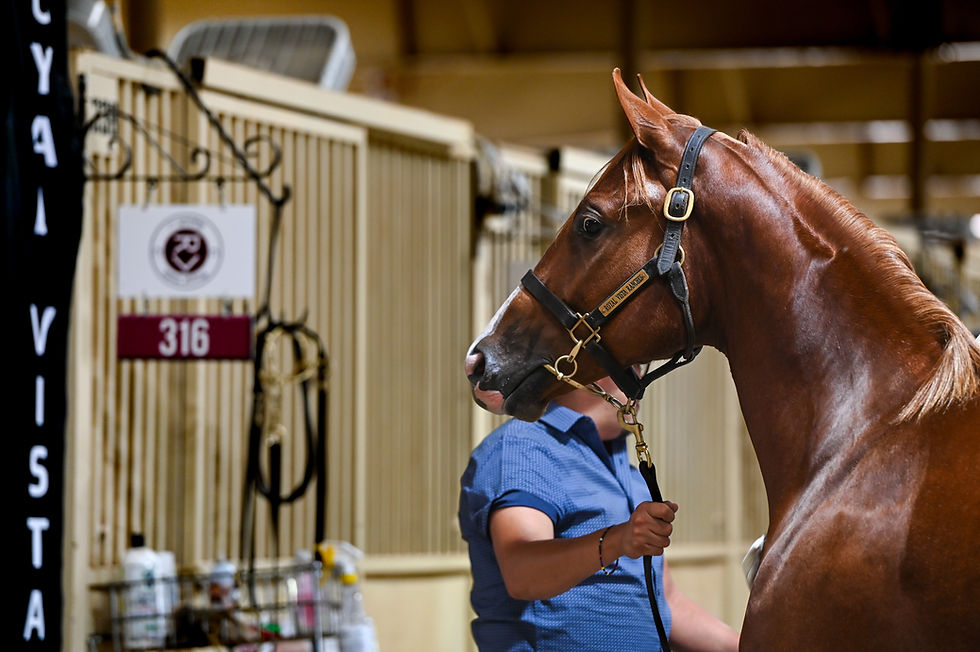 Heritage Place Select Yearling Sale Day 2 Recap