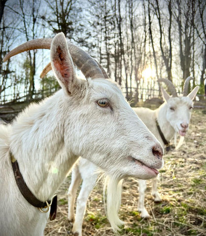 Goat2.jpeg