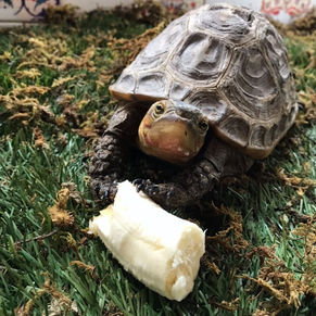 Marcell the turtle.jpg