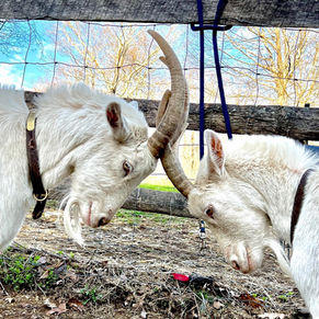 Goats3.jpeg