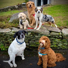 11- Dog group_pyramid_ rock wall.jpg