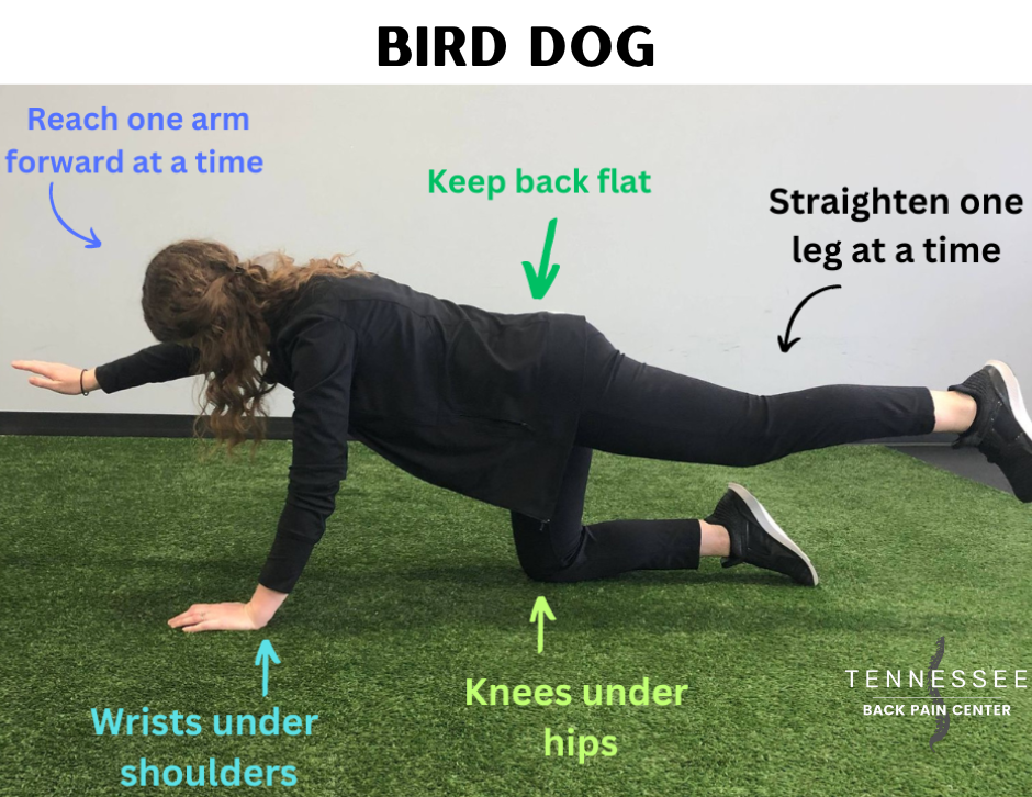 Bird Dog Exercise For Lower Back Pain Relief Kraftsport Fitness Bird Dog Exercise For Lower Back Pain Relief Kraftsport Fitness
