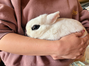 ウサギ入荷🐰