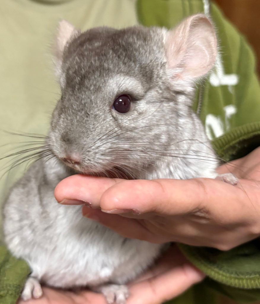 【完売】チンチラ シナモン オス