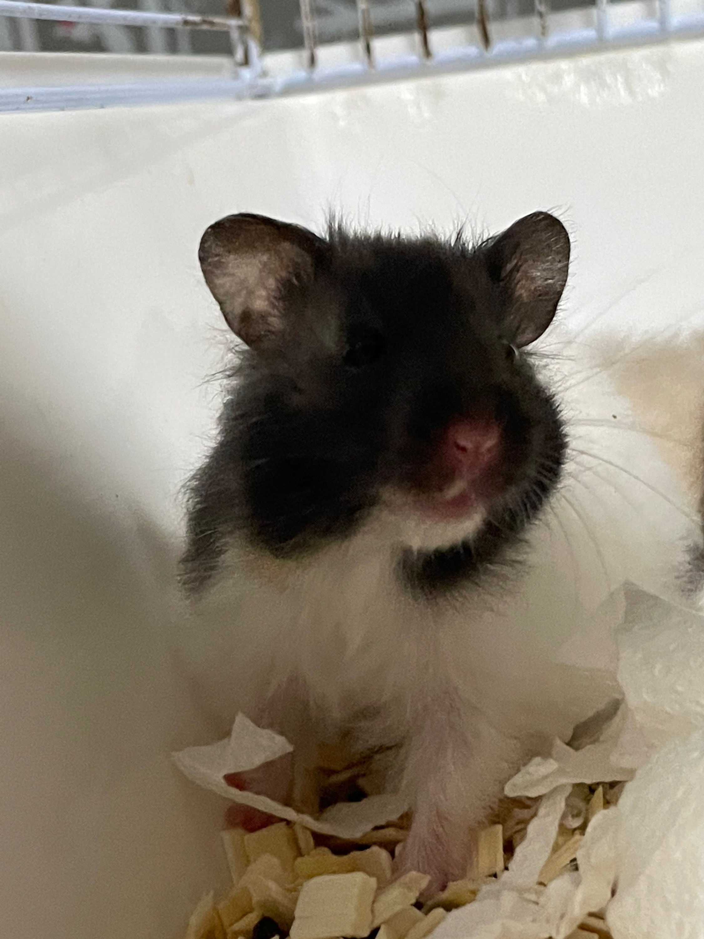 【完売】ハムスター 三毛ロング メス